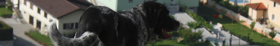 village_dog